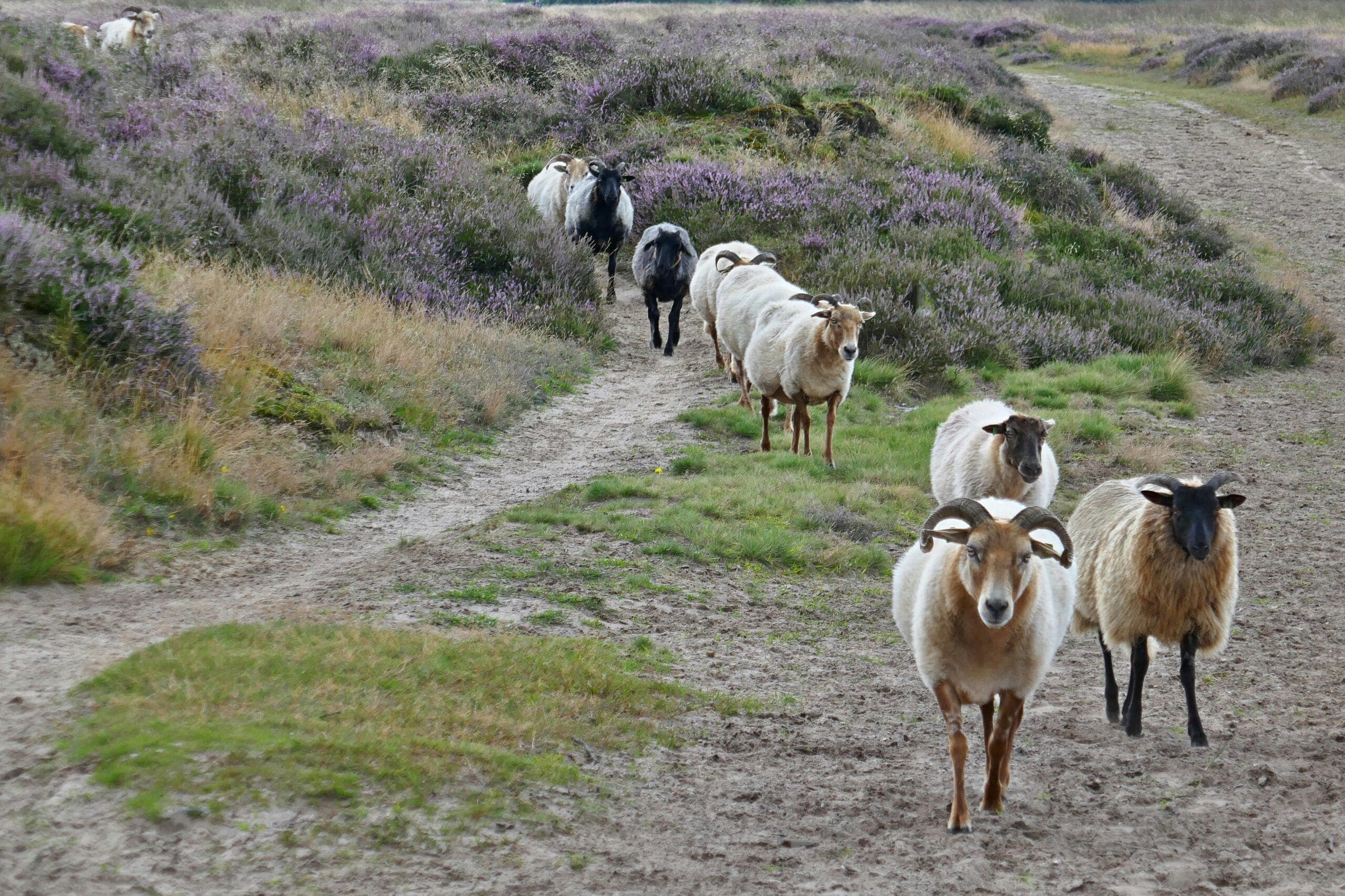 Boswachterspad Oer 't Veld